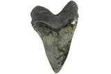 Serrated, Fossil Megalodon Tooth - South Carolina #203049-2